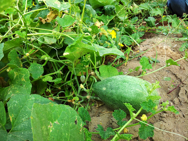 snap melon almost ready 600